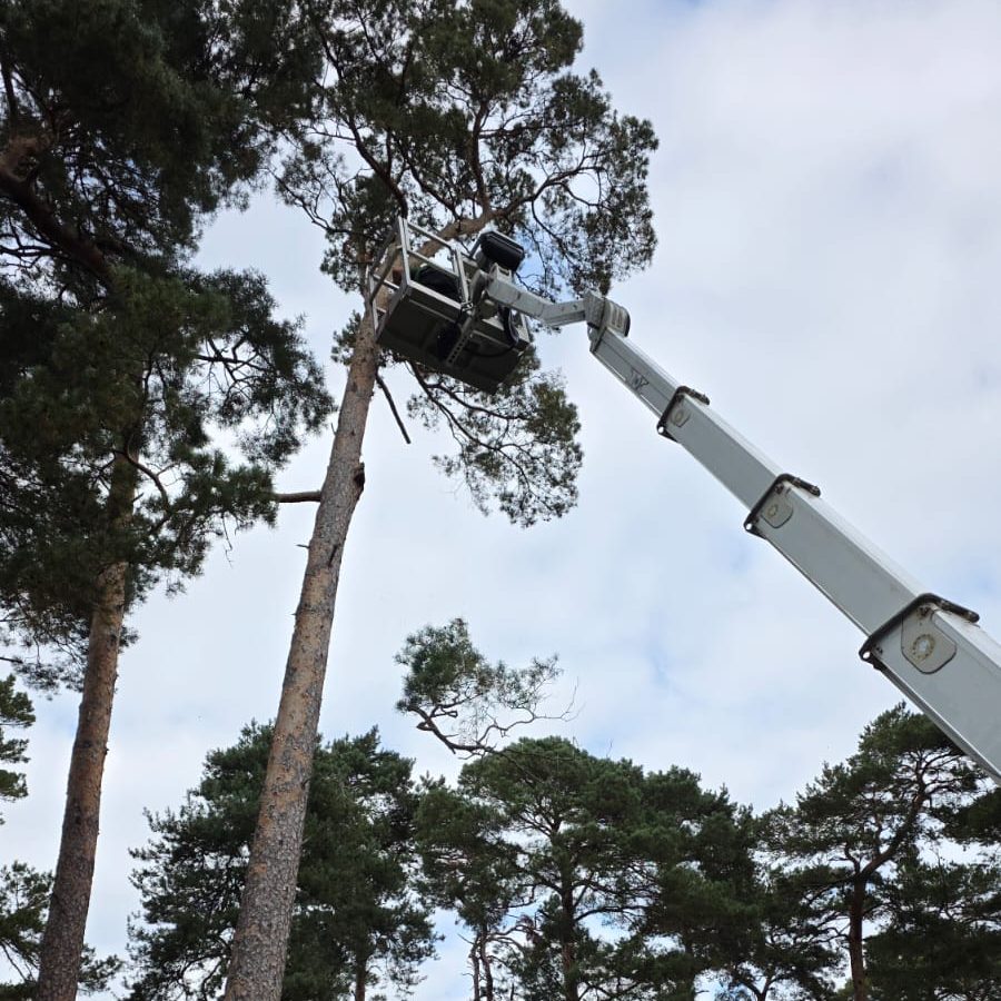 Hebebühne im dünn besidelten Wald in Richtung Baumkrone